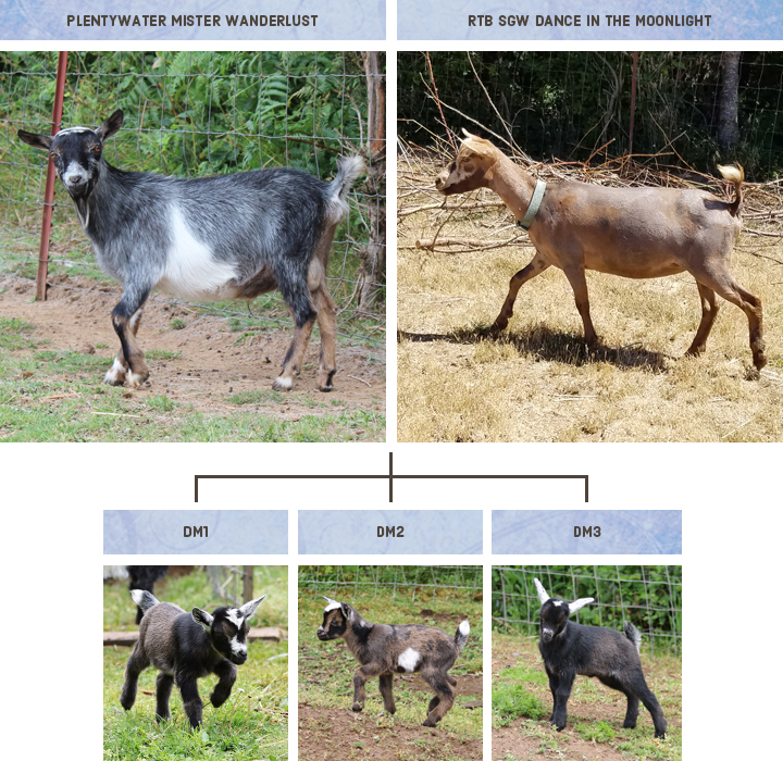 2020 Moon & Wander Breeding | Nigerian Dwarf Goat | Ridgetop Farm and Garden