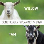 2020 Willow & Tam Breeding