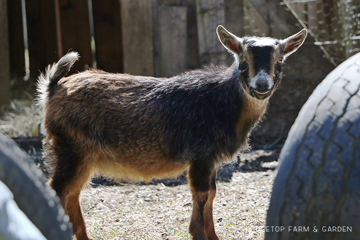 2020 Goats for Sale | Nigerian Dwarf Goats for Sale Oregon | ADGA Registered Nigerian Dwarf Goats | North Plains, OR | Ridgetop Farm and Garden