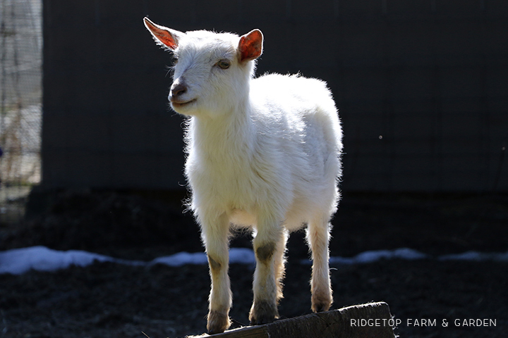 2020 Goats for Sale | Nigerian Dwarf Goats for Sale Oregon | ADGA Registered Nigerian Dwarf Goats | Hillsboro, OR | Ridgetop Farm and Garden