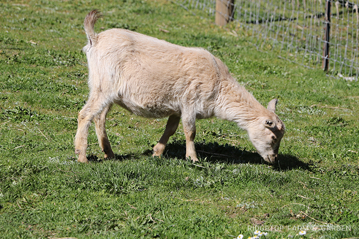 2020 Goats for Sale | Nigerian Dwarf Goats for Sale Oregon | ADGA Registered Nigerian Dwarf Goats | Banks, OR | Ridgetop Farm and Garden