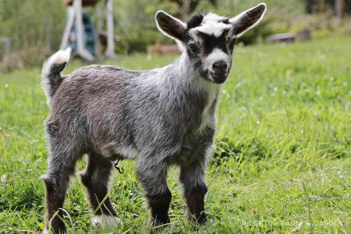 2020 Goats for Sale | Nigerian Dwarf Goats for Sale Oregon | ADGA Registered Nigerian Dwarf Goats | North Plains, OR | Goat Kid for sale | Ridgetop Farm and Garden