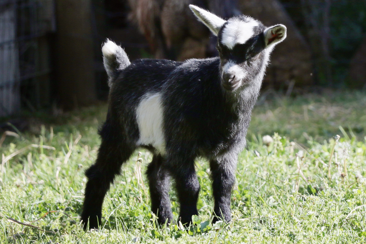 2020 Goats for Sale | Nigerian Dwarf Goats for Sale Oregon | ADGA Registered Nigerian Dwarf Goats |  Hillsboro, OR | 4-H show goat | Ridgetop Farm and Garden