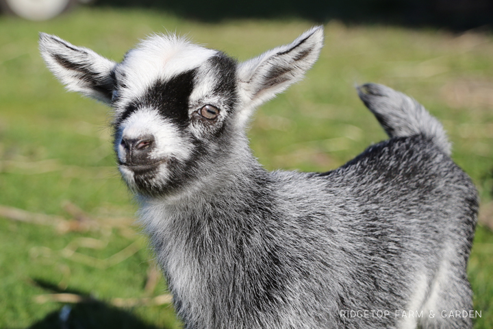 2020 Goats for Sale | Nigerian Dwarf Goats for Sale Oregon | ADGA Registered Nigerian Dwarf Goats | Banks, OR | 4H Show Goat | Ridgetop Farm and Garden