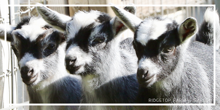 2020 Goats for Sale | Nigerian Dwarf Goats for Sale Oregon | ADGA Registered Nigerian Dwarf Goats | North Plains, OR | Hillsboro, OR | Banks, OR | Ridgetop Farm and Garden