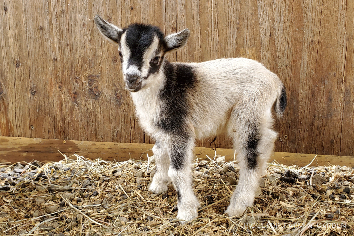 2020 Goats for Sale | Nigerian Dwarf Goats for Sale Oregon | Wether | North Plains, Oregon | Ridgetop Farm and Garden