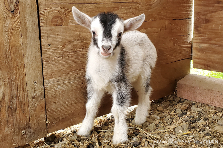 2020 Goats for Sale | Nigerian Dwarf Goats for Sale Oregon | Doe | Nigerian Dwarf Goats | Hillsboro, OR | Ridgetop Farm and Garden