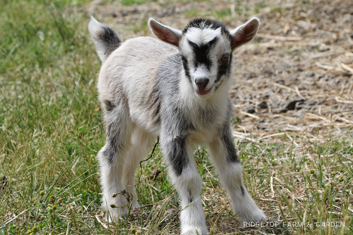 2020 Goats for Sale | Nigerian Dwarf Goats for Sale Oregon | Doe | Forest Grove, OR | Ridgetop Farm and Garden