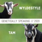 2020 WyldeStyle & Tam Breeding