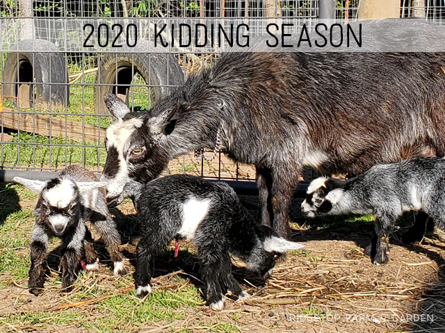 2020 Kidding Season | Ridgetop Farm and Garden