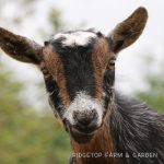 Our Nigerian Dwarf Goat Herd: Claire