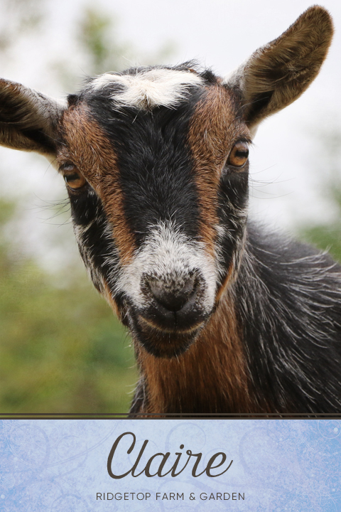 Our Nigerian Dwarf Goat Herd: Claire | Ridgetop Farm and Garden | North Plains, Oregon