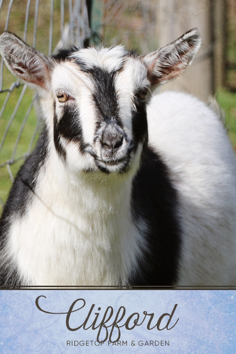 Ridgetop Farm and Garden | Our Nigerian Dwarf Goat Herd: Clifford | Oregon