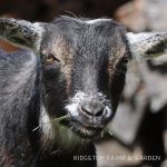 Our Nigerian Dwarf Goat Herd: Merida