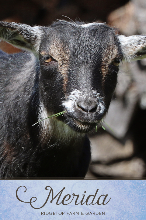 Our Nigerian Dwarf Goat Herd: Merida | Ridgetop Farm and Garden | Goats Oregon