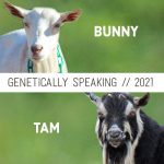 2021 Bunny & Tam Breeding