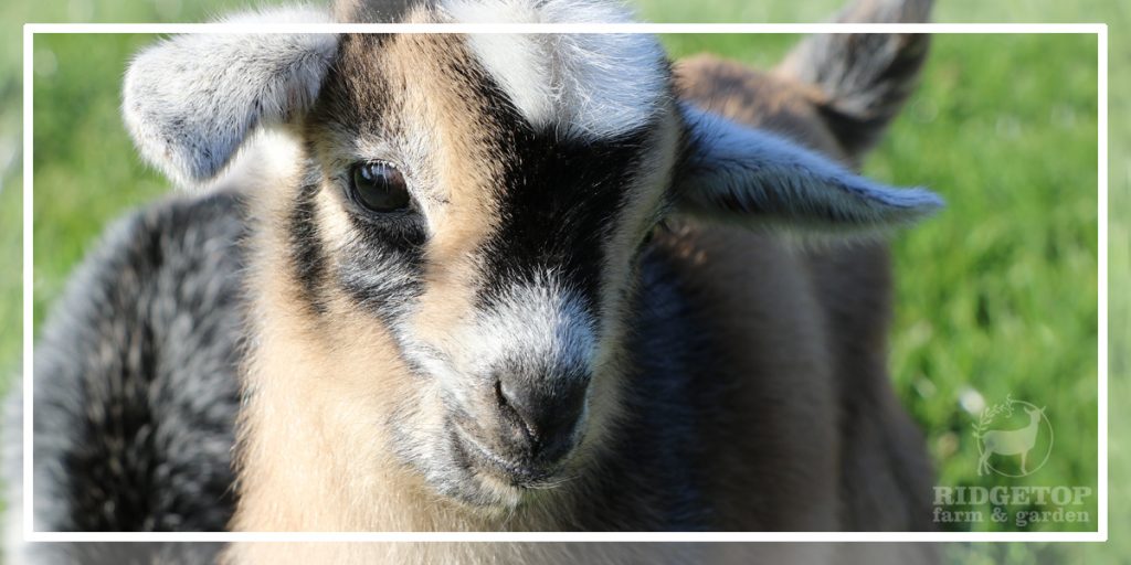 2021 Nigerian Dwarf Goats for Sale | Ridgetop Farm and Garden