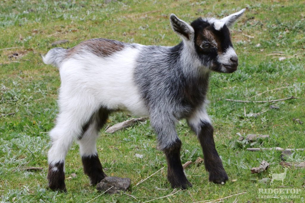 2021 Nigerian Dwarf Goats for Sale | EB1 |  Ridgetop Farm and Garden