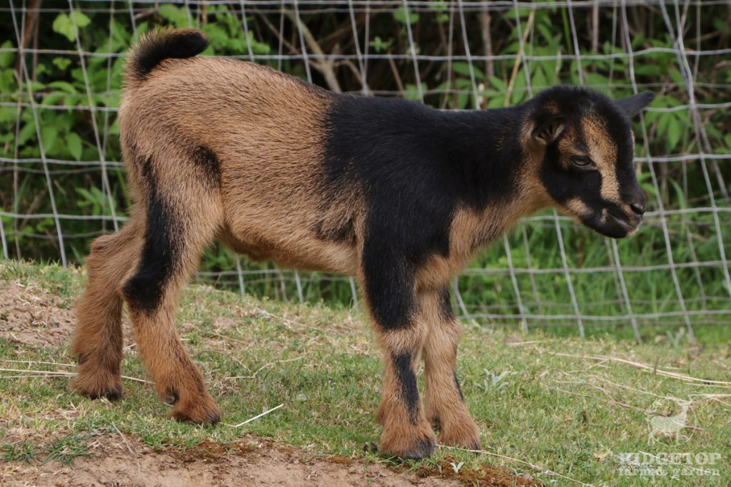 2021 Nigerian Dwarf Goats for Sale | EB2 | Ridgetop Farm and Garden