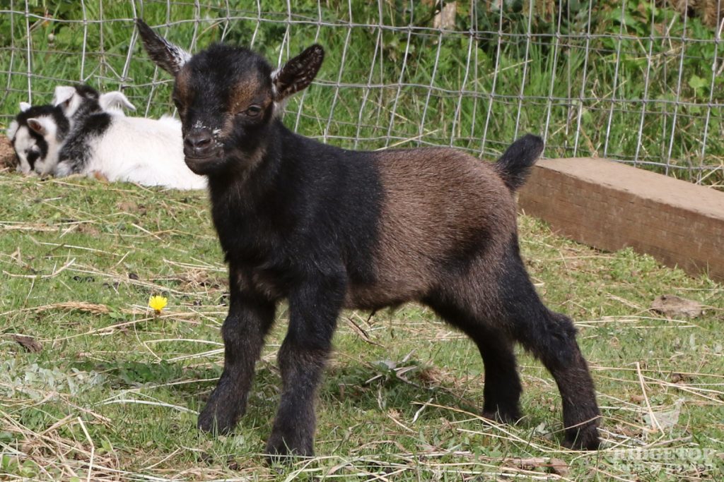 2021 Nigerian Dwarf Goats for Sale | EC1 | Ridgetop Farm and Garden