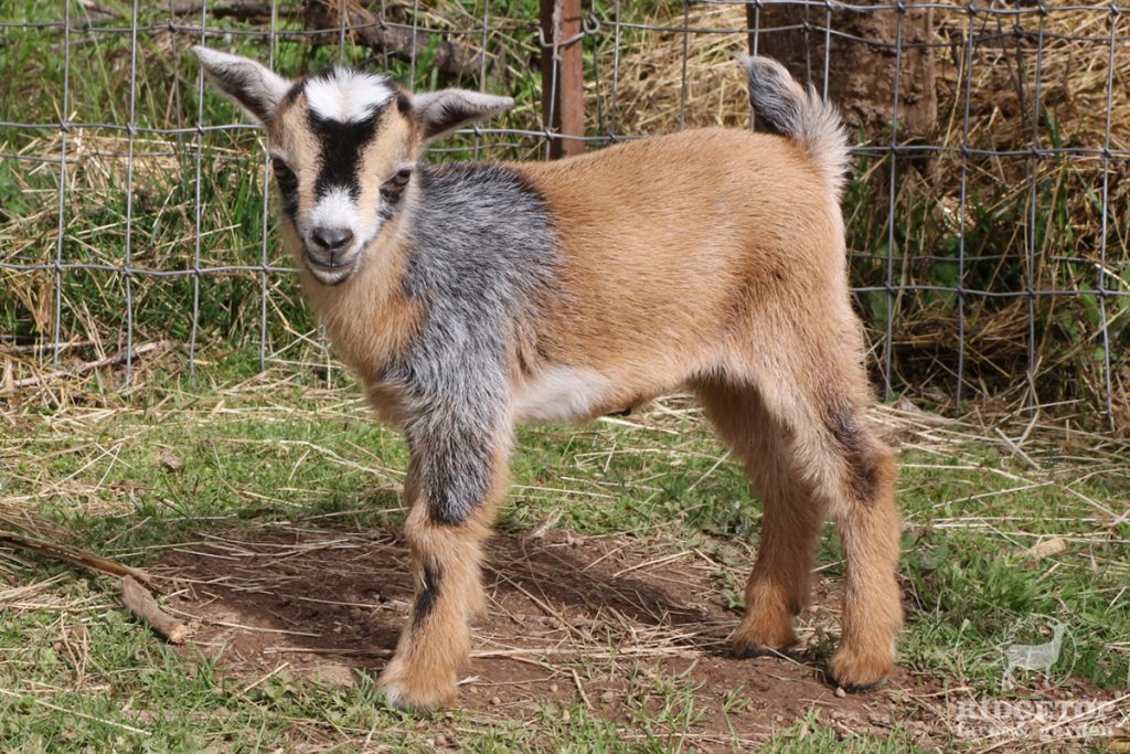 2021 Nigerian Dwarf Goats for Sale | EC2 | Ridgetop Farm and Garden