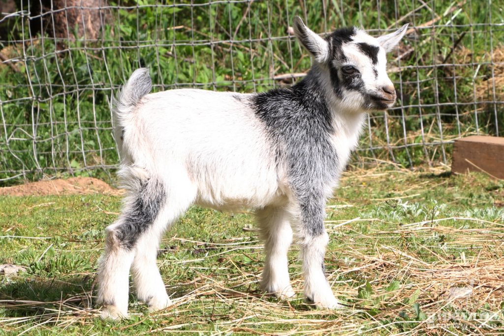 2021 Nigerian Dwarf Goats for Sale |  EG3 | Ridgetop Farm and Garden