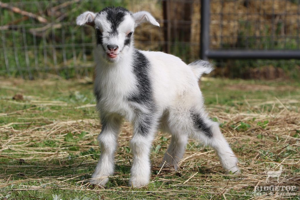 2021 Nigerian Dwarf Goats for Sale | EWS1 |  Ridgetop Farm and Garden