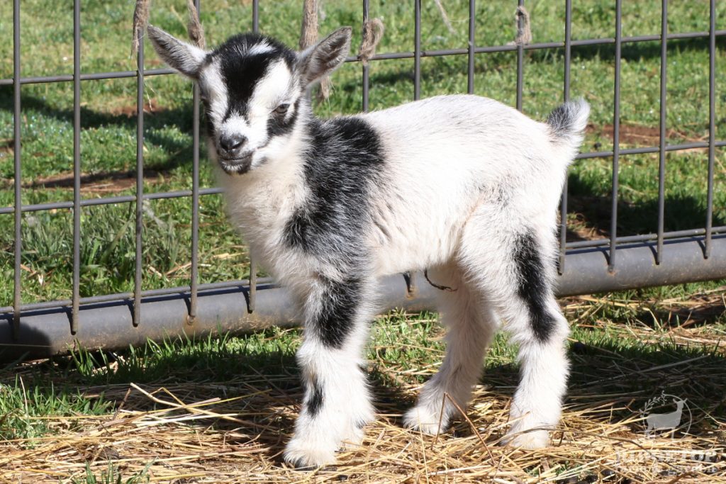 2021 Nigerian Dwarf Goats for Sale | EWS2 | Ridgetop Farm and Garden