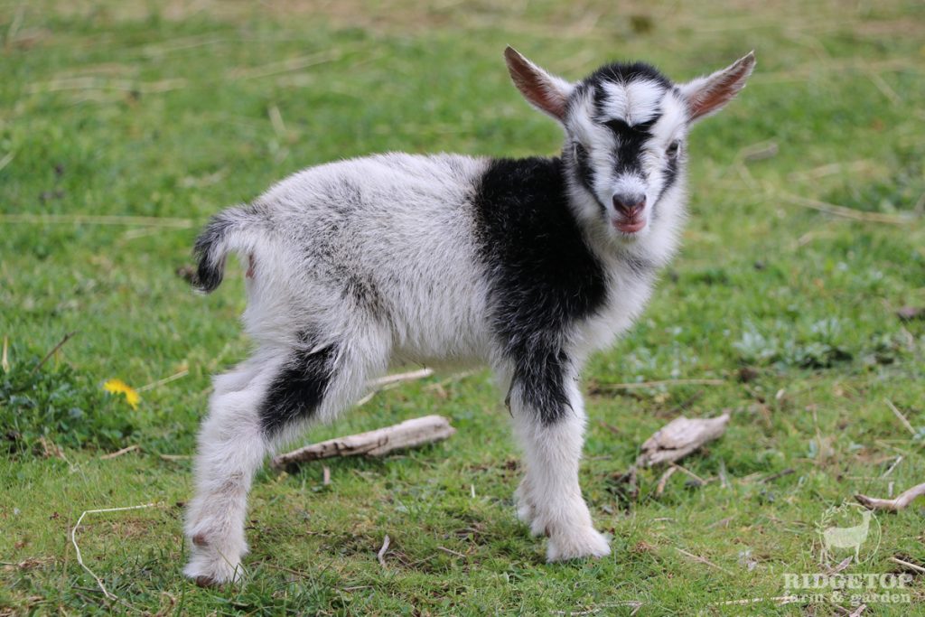 2021 Nigerian Dwarf Goats for Sale |  EWS3 | Ridgetop Farm and Garden