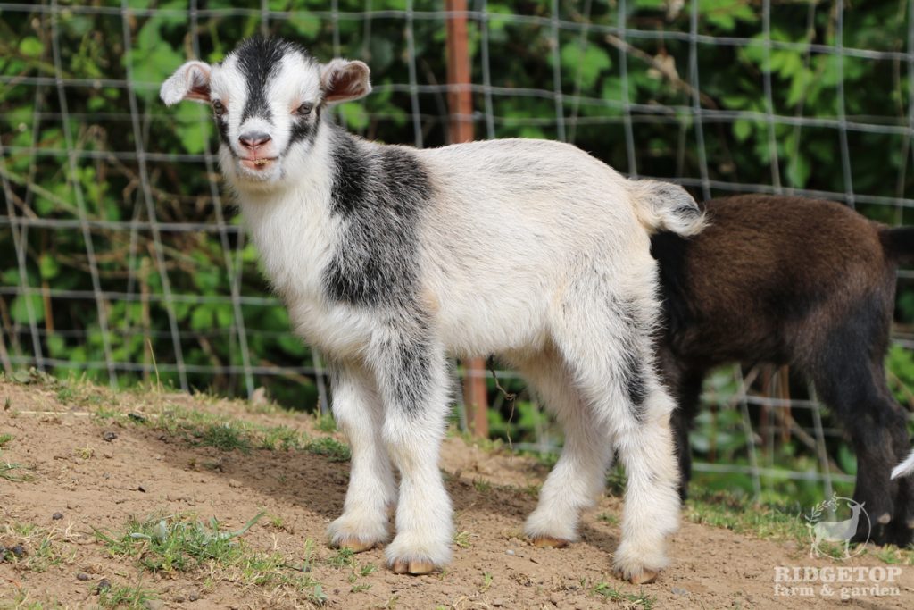 2021 Nigerian Dwarf Goats for Sale | EWS4 | Ridgetop Farm and Garden