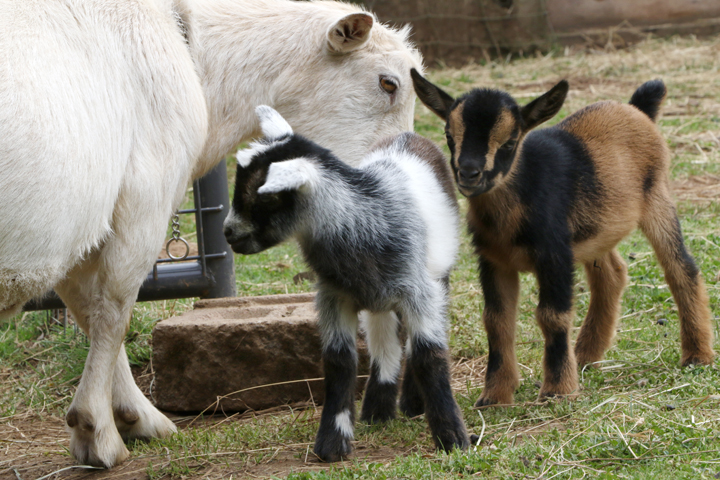 2 Nigerian dwarf goat kids and their dam