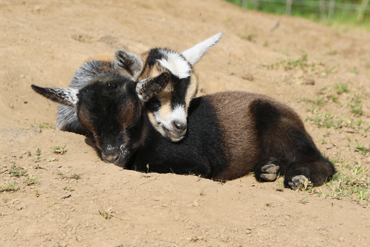 2 Nigerian dwarf goat kids