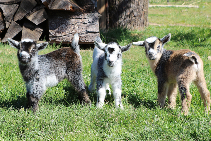 2021 Kidding Season - 3 Nigerian dwarf goat kids