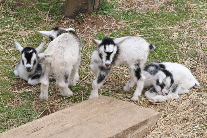 4 Nigerian dwarf goat kids