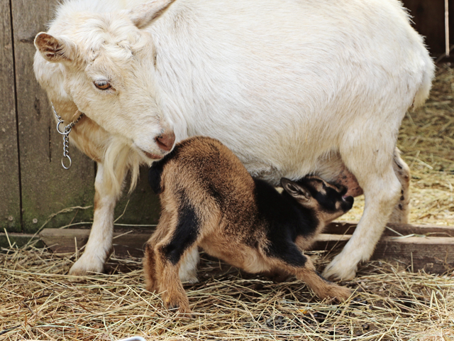 2021 Kidding Season - Nigerian Dwarf goat feeding time