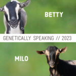 2023 Betty & Milo Breeding