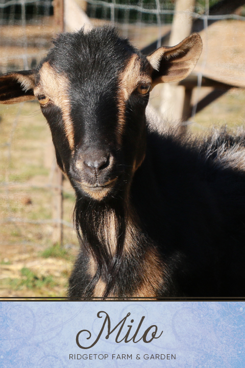 Our Nigerian Dwarf Goat Herd: Milo | Ridgetop Farm and Garden
