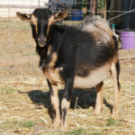 Our Nigerian Dwarf Goat Herd: Milo