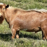 Our Nigerian Dwarf Goat Herd: Ronald