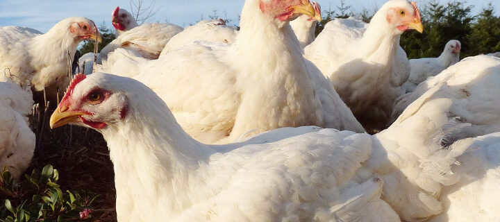 Processing Chickens