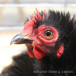 PNPA Spring Poultry Show 2013