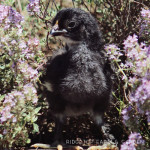 2014 Mama Hen Hatch #2