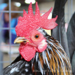 Oregon Fall Poultry Swap 2013