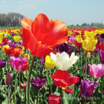 Tulip Fest 2012