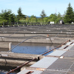 Visiting Bonneville Fish Hatchery