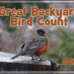 2011 Great Backyard Bird Count