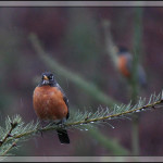 2014 Great Backyard Bird Count