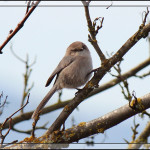 2015 Great Backyard Bird Count