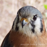 31 Days in Oregon: Audubon Society of Portland