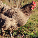 Blue Copper Marans